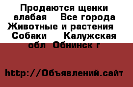 Продаются щенки алабая  - Все города Животные и растения » Собаки   . Калужская обл.,Обнинск г.